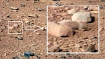 NASA's Mars rover Curiosity will apparently perform no follow-up studies of a Red Planet rock that resembles a rodent, dealing a blow to the nascent field of Martian mammalogy.